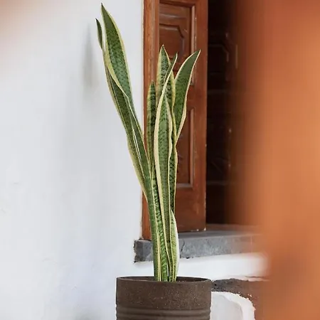 Guanapay En El Centro De