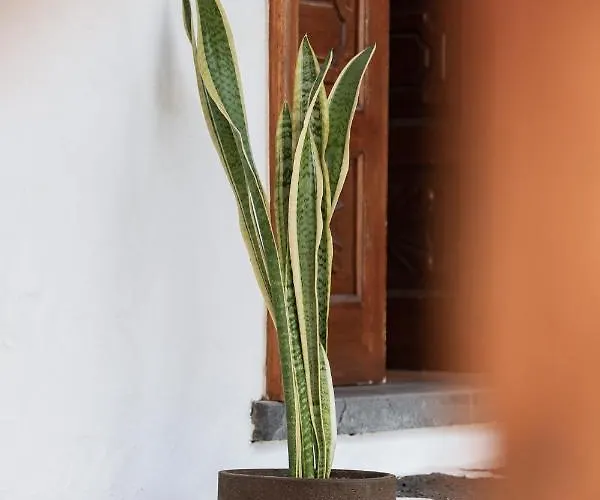 Guanapay En El Centro De