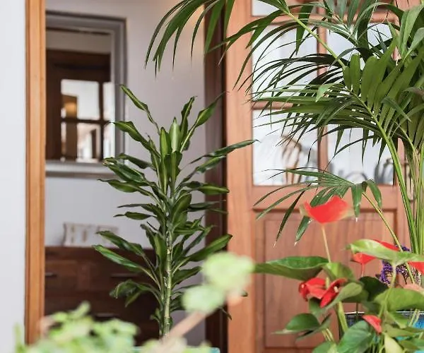 Guanapay En El Centro De